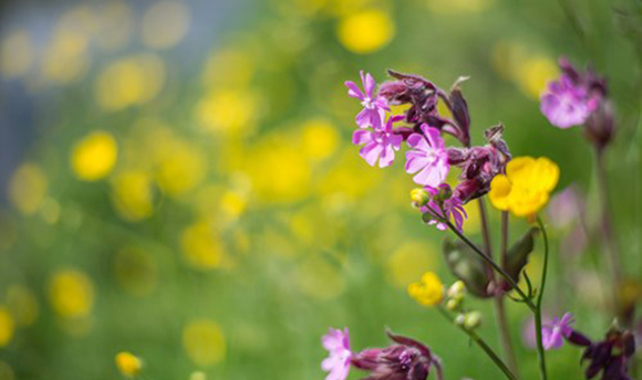 Close up image of some wild flowers with buttercups out of focus in the background